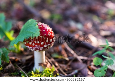 Autumn 2014. Russia. The suburbs of the Moscow.The fly agaric (Amanita Muscaria) in the light of the morning sun.