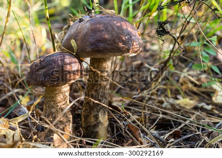 Autumn 2014. Morning. Russia. The suburbs. Morning wood. Mushrooms in the grass. Two boletus (Leccinum).