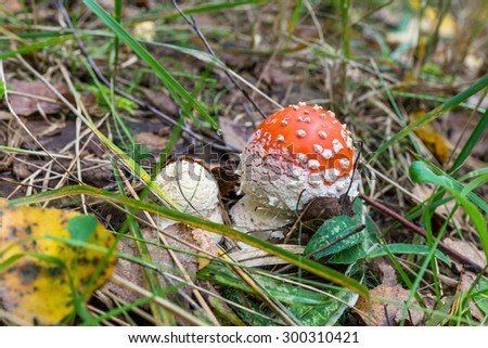 Autumn 2014. Russia. The suburbs of the Moscow. Two little fly agaric (Amanita Muscaria) in the grass.