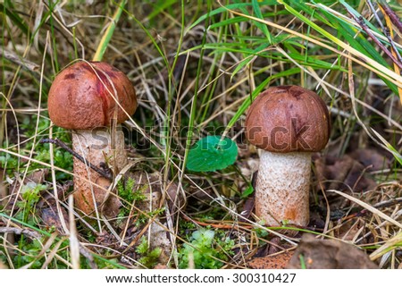 Autumn 2014. Morning. Russia. The suburbs of Moscow. Morning in the forest. Two red-capped scaber stalk (Leccinum aurantiacum) in the grass.