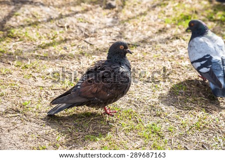 Pigeon walking on the ground in the sunshine