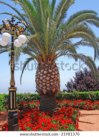 palm tree, lantern and red flowers