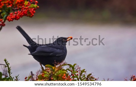 Similar – Image, Stock Photo Blackbird in a berry bush