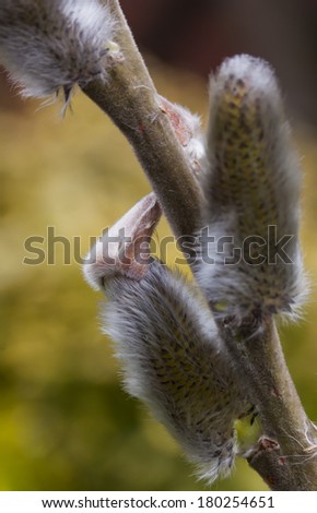 Willow pussy - sign of spring in Scandinavia