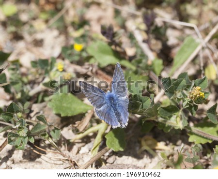 Blue butterfly, large blue,  has touch down. Belongs to the jewel wings