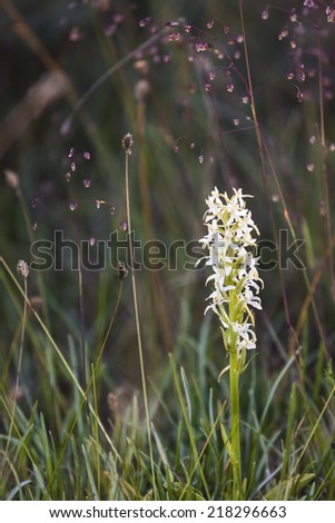 More of the Lesser Butterfly Orchid. You can found it on Ireland, across Europe and in  Asia to Korea and Japan. It is also found in North Africa. Here from the Swedish island, Oland.