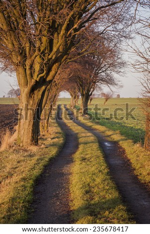 Just like the life - the way is not always straight - just like this country road in south Sweden in light of December