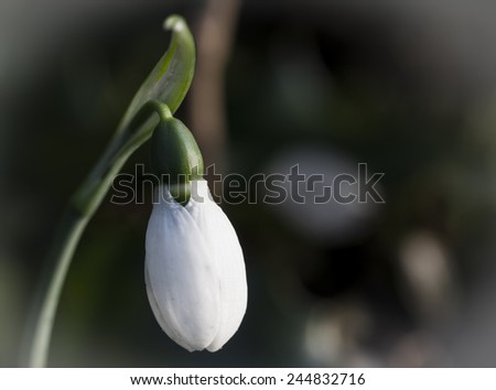Snow drop - the first sign of the next steps of the year, spring.