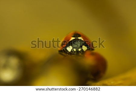 A Lady bug open the eyes for the spring