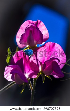 Abstract close up work with  sunlight and sweet peas