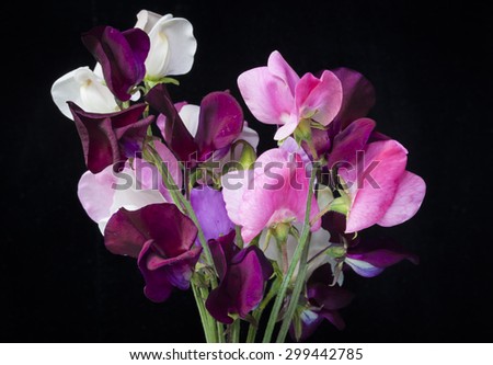 Bouquet of sweet peas in different colors