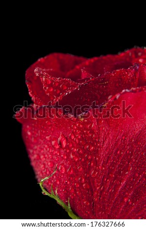 red rose in the drops of dew on a black background