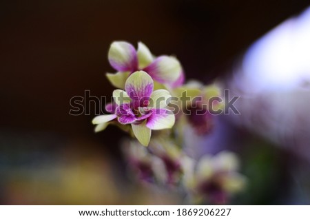 Shutterstock Puzzlepix