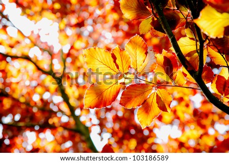 Beech tree in the fall or autumn with vivid orange leaves indicating the changing of the seasons