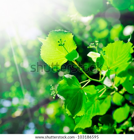 The rays of the sun stream down on the succulent young green leaves and growth on a tree in springtime