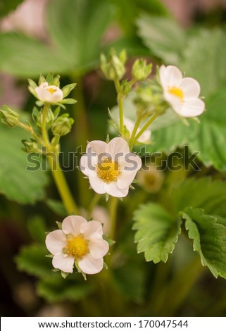 Closeup up of a strawberry plant with selective focus on the blooming flowers