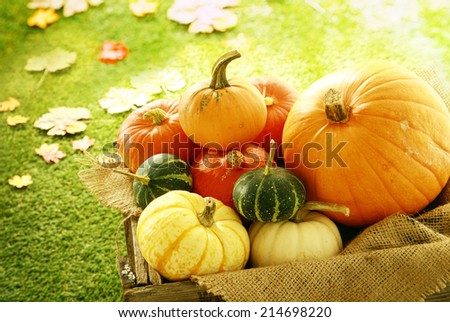 Variety of Pumpkins and Gourds in Wooden Crate with Fall Leaves in Background