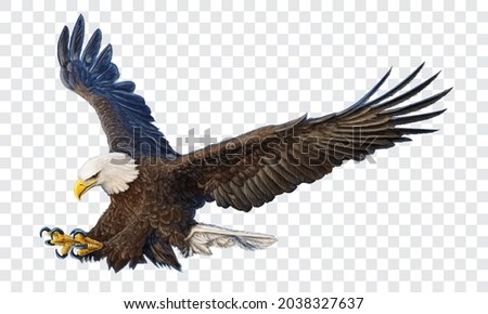 Bald eagle swoop attack hand draw and paint color on checkered background vector illustration.