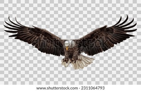 Bald eagle winged flying swoop attack landing hand draw and paint color on grey checkered background vector illustration.