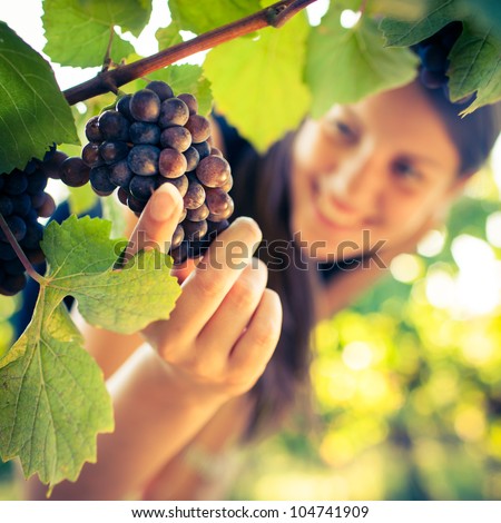 Grapes in a vineyard being checked by a female vintner (color toned image)