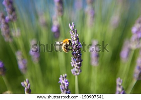 lavender - honey bee on lavender in Provence