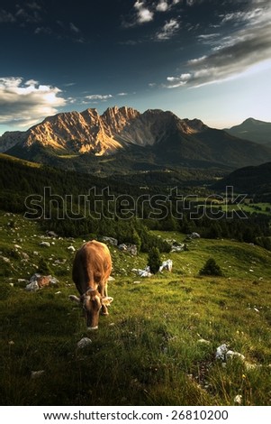 Alpine scenery with grazing cows and dramatic sky.