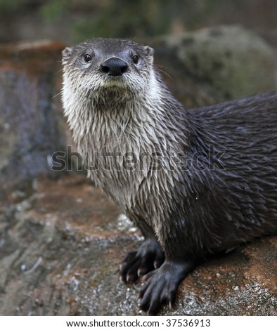 Otter - the cutest european mammal