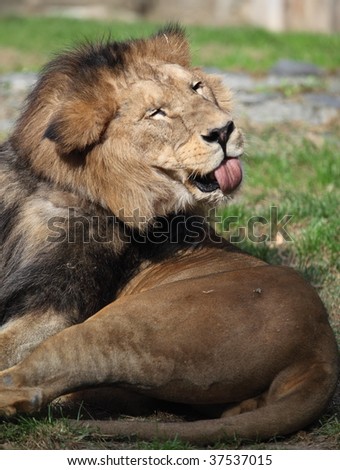 Majestic lion sticking out his tongue