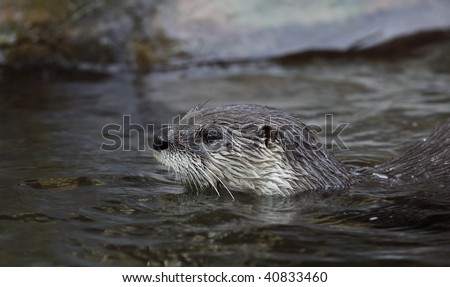 Otter - cute and cunning european mammal