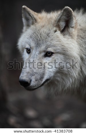 Arctic Wolf (Canis lupus arctos) aka Polar Wolf or White Wolf - Close-up portrait of this beautiful predator