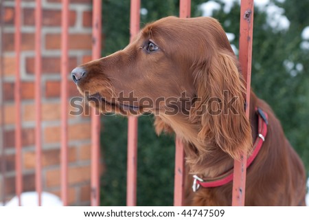 very cute guard dog poking his head through the fence and looking you up and down
