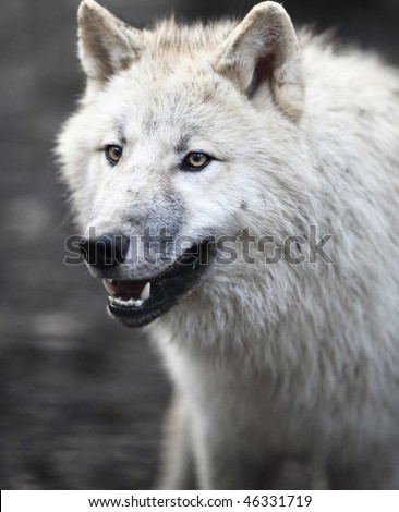 Arctic Wolf (Canis Lupus Arctos) Aka Polar Wolf Or White Wolf - Close ...