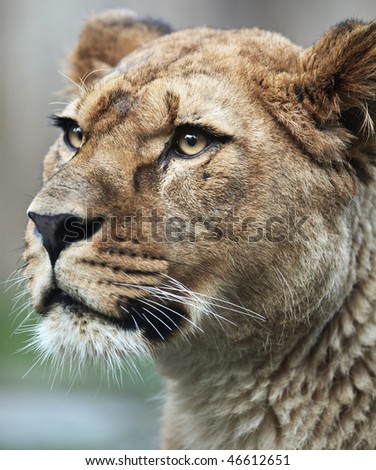 Close-up portrait of a majestic lioness (Panthera Leo) in nature