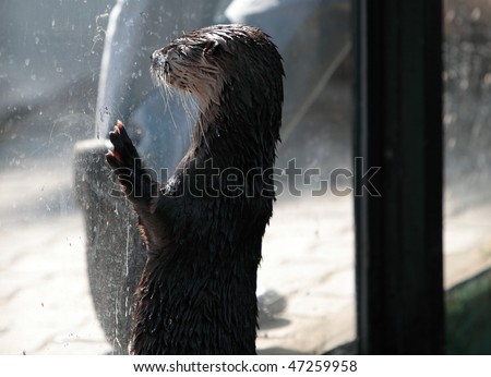 Otter - cute & cunning