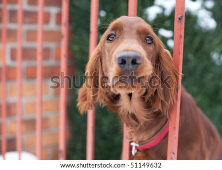 very cute guard dog poking his head through the fence and looking you up and down