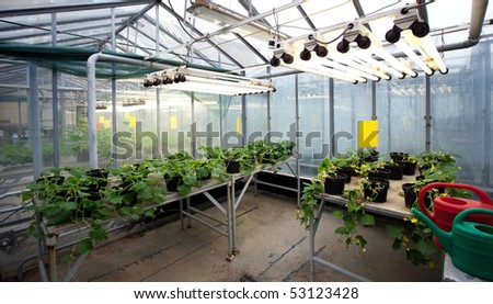 Greenhouse series - inside a greenhouse - young plants growing in the warmth of heat lamps