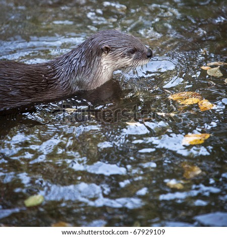 Otter - the cutest european mammal