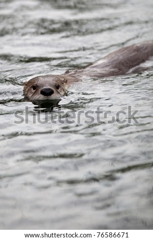 European Otter (Lutra lutra), also known as Eurasian otter, Eurasian river otter, common otter and Old World otter