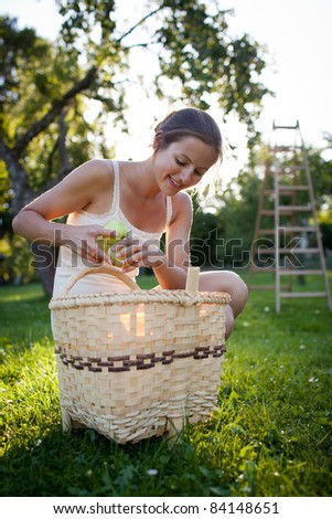 Young woman collecting apples in an orchard on a lovely sunny summer day