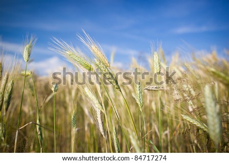 Ears of almost ripe barley growing in a farm field against lovely summer blue sky (shallow DOF - selective focus)