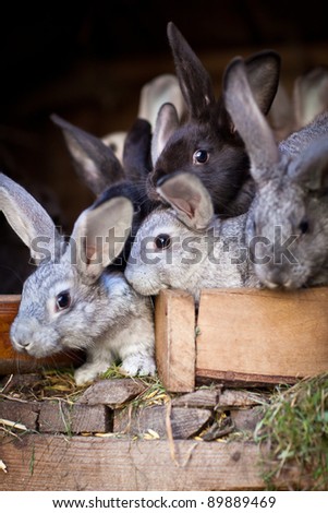 Rabbits eating grass inside a wooden hutch (European Rabbit - Oryctolagus cuniculus)
