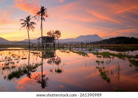 Beautiful panoramic rural landscape in the morning at paddy field, reflections old hut with trees on background mount kinabalu. (Shallow DOF, slight motion blur)