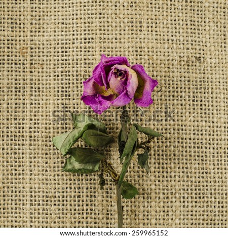 Dried rose flower on linen background
