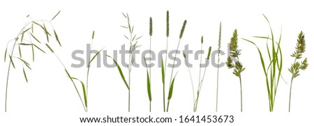 Image, Stock Photo Stalks and grasses in the wind in autumn at the wheel of a field behind the dike in Bensersiel at the coast of the North Sea near Esens in East Frisia in Lower Saxony