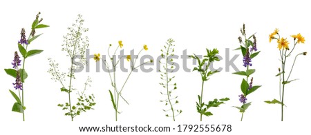 Image, Stock Photo Various flowers growing in garden