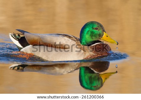 A male of Mallard or wild duck (Anas platyrhynchos) that swims on the golden water of a lake during sunset