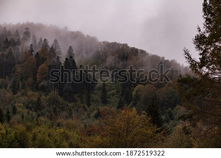 Dark misty Forest, Bieszczady, Poland Zdjęcia stock © 