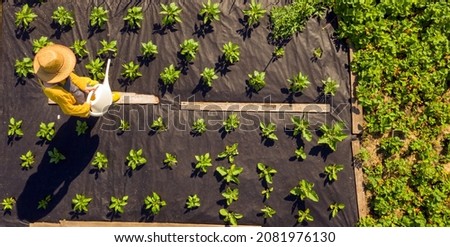 A young girl in a straw hat is standing in the middle of her beautiful green garden, covered in black garden membrane, view from above. A woman gardener is watering the plants with watering can Stock fotó © 
