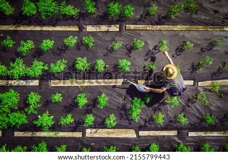 A young man in a straw hat is standing in the middle of his beautiful green garden, covered in black garden membrane, view from above. A gardener is watering the plants, tomatoes with watering can Stock foto © 