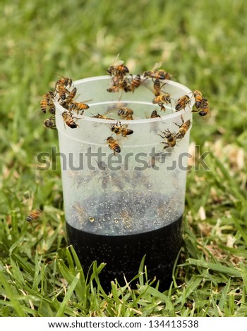 African Honey Bee Drawn By Cool Drink in Glass
